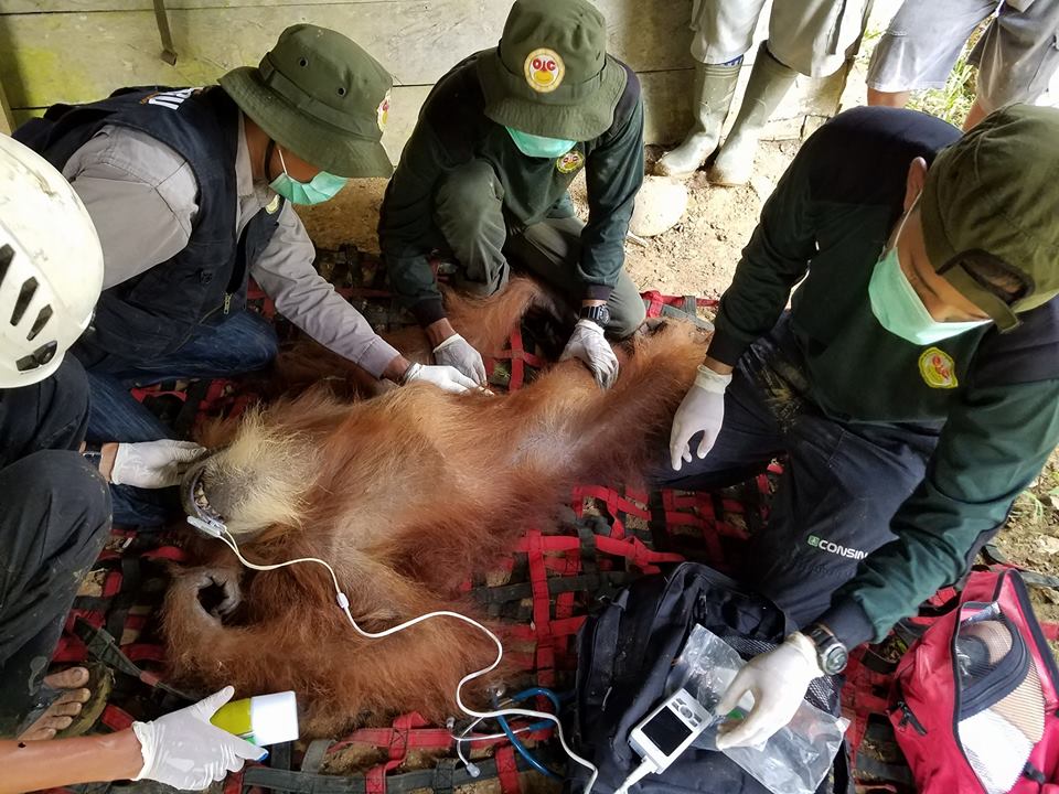OrangutanRescue_072017_3.jpg