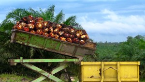 According to the US Department of Labor the Cultivation of Palm Oil in Some Countries Relies on Slave Labor