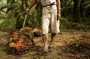 Palm oil day laborer in Sumatra