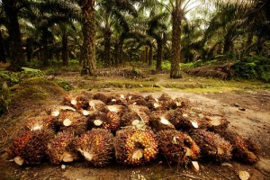 Harvesting Oil Palm on a Plantation in Sumatra. Photo: David Gilbert