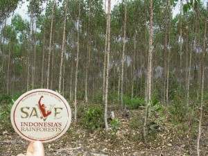 Save Indonesia's rainforests