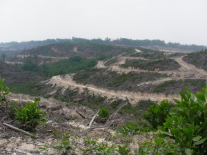 Indonesia rainforest destruction
