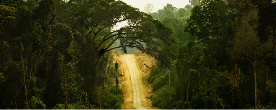 forests_indorainforests_883x352.png