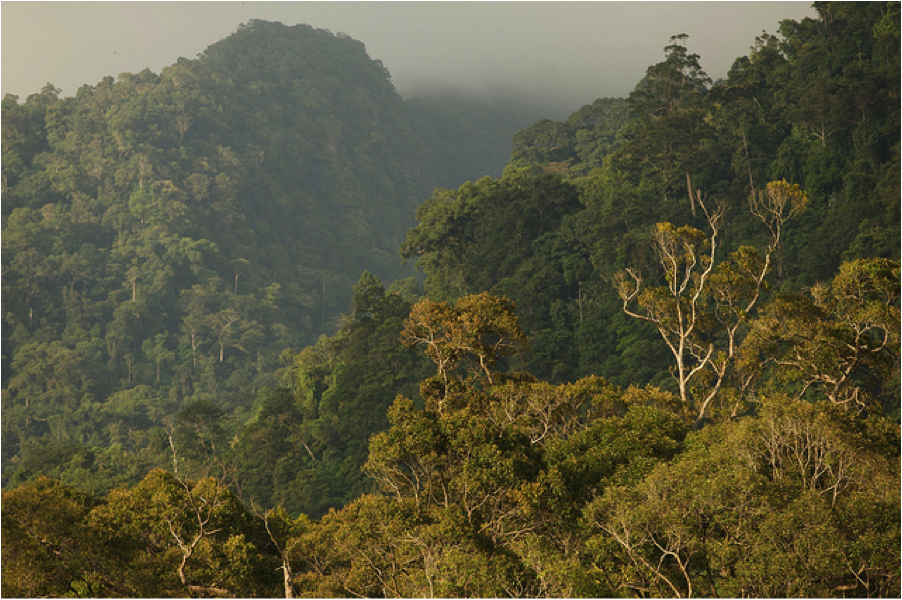 Indonesian Rainforests - Rainforest Action Network