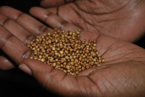 Seeds in Hand via GLobal Crop Diversity Trust