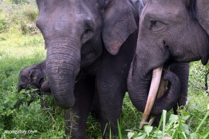 SumSumatran Elephants: Critically Endangered Due to Palm Oil and Pulp & Paper Plantations