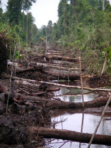 Forest Clearing in Endangered Orangutan Habitat on the Edge of Tanjung Puting National Park