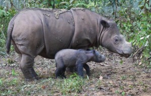 Captured on Hidden Camera and Released by the Indoensia Ministry of Forestry, Rare Sighting of Sumatran Rhinos Sparks International Attention