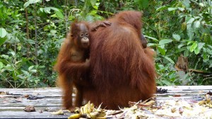 A baby orangutan with its mother at Tanjung Puting, Indonesia