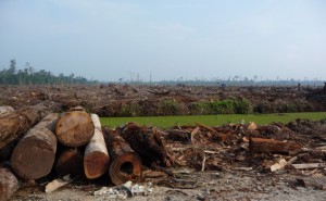 Deforestation in Indonesia