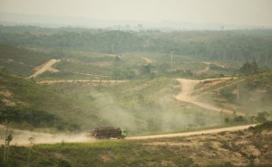 Indonesia deforestation_565_350