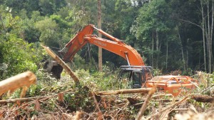 A Bumitama clearcut underway. Photo: The Centre for Orangutan Protection