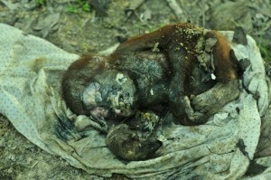 For some, rescue comes too late. Photo: The Centre for Orangutan Protection