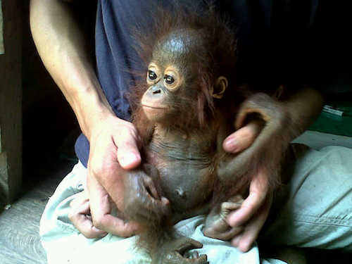 A rescued orangutan is rehabilitated by The Centre for Orangutan Protection after being found mutilated on a Bumitama plantation.