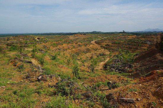 Devastation of the forest. This is what a Conflict Palm Oil plantation looks like.
