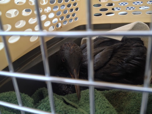 A rescued bird recovers from the Galveston Bay oil spill. Photo Credit: Chase A. Fountain/TPWD