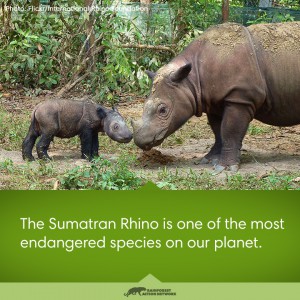 The Sumatran Rhino is one of the most endangered species on our planet.