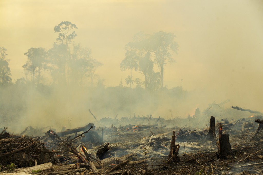 Another Indonesian forest is destroyed to make way for oil palm. Photo by David Gilbert