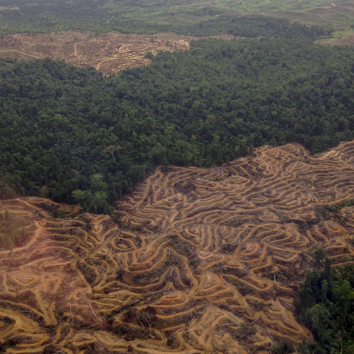 LeuserEcosystemDeforestation_June2015.jpeg