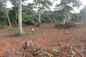 Deforested area RAN Ghana members visit a portion of the destroyed and cleared Pokuase forest reserve that the Indigenous people are struggling to protect