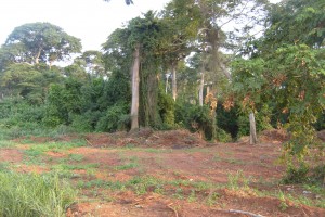 Deforestation Deforestation