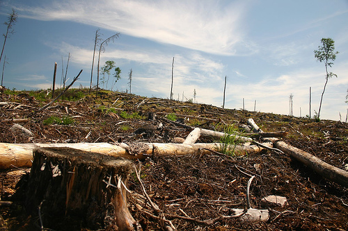 Clearcut on Grassy Narrows Land