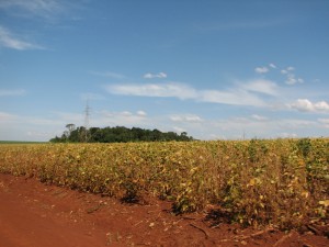 Soy plantation in Alto Parana, Paraguay