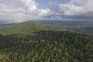 Greenpeace Indonesia