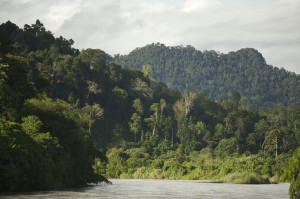 Indonesian Forest