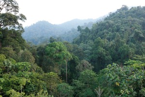Bukit Tigapuluh, Sumatra. Credit: David Gilbert